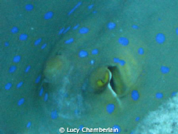 A Close-Up of a blue spotted stingray. by Lucy Chamberlain 